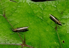 Raphirhinus phosphoreus