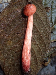 Hydnangiaceae