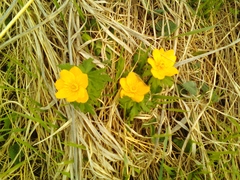 Trollius ranunculinus