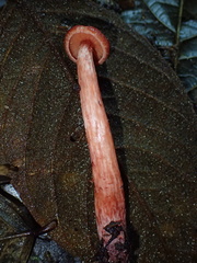 Hydnangiaceae