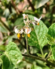 Solanum nigrescens