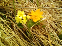 Trollius ranunculinus