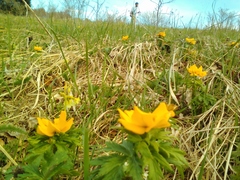 Trollius ranunculinus