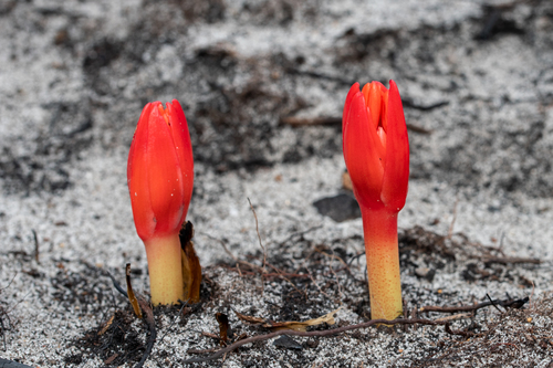 Haemanthus canaliculatus