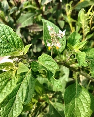 Solanum nigrescens