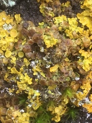 Xanthoriicola physciae