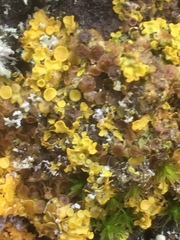 Xanthoriicola physciae