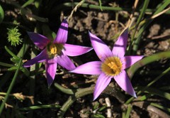 Romulea rosea australis