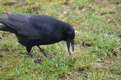 Corvus corone