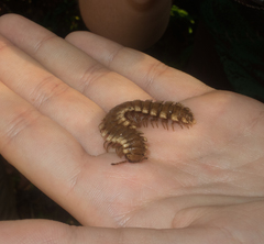 Platyrhacidae