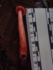 Hydnangiaceae