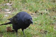 Corvus corone
