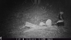 Mephitis mephitis estor