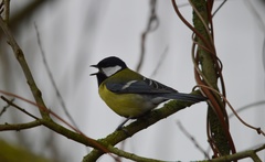 Parus major