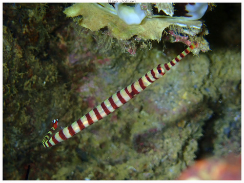 Chapman's pipefish (Dunckerocampus chapmani) — Syngnathidae