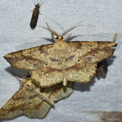 Forked Euchlaena Moth photo 4