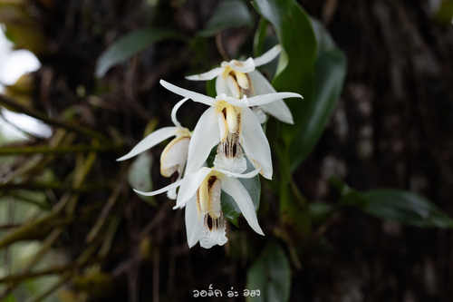 Coelogyne phuhinrongklaensis Ngerns. & Tippayasri