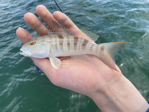 Sand perch (Diplectrum formosum) — Serranidae — 3