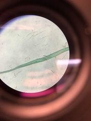 Miozoa