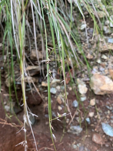 Havana nutrush (Scleria havanensis)
