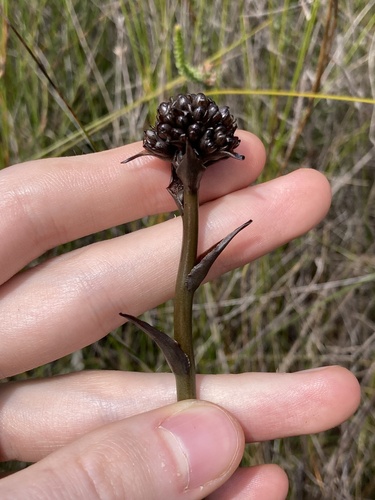 Haemodorum corymbosum (Haemodorum corymbosum)
