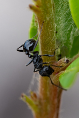 Myrmicaria nigra