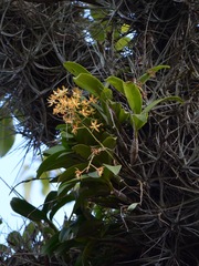 Epidendrum stamfordianum