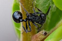 Myrmicaria nigra