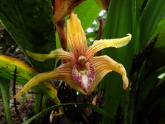 Maxillaria striata