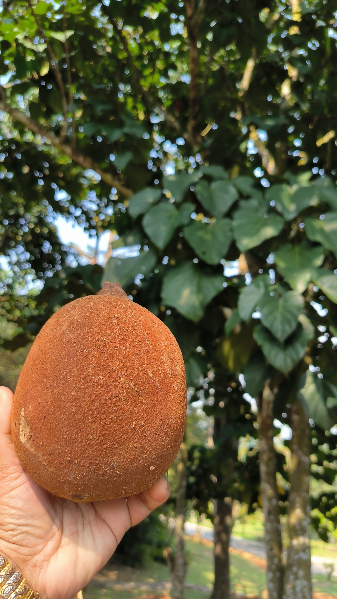 Imagem de Pau-rei