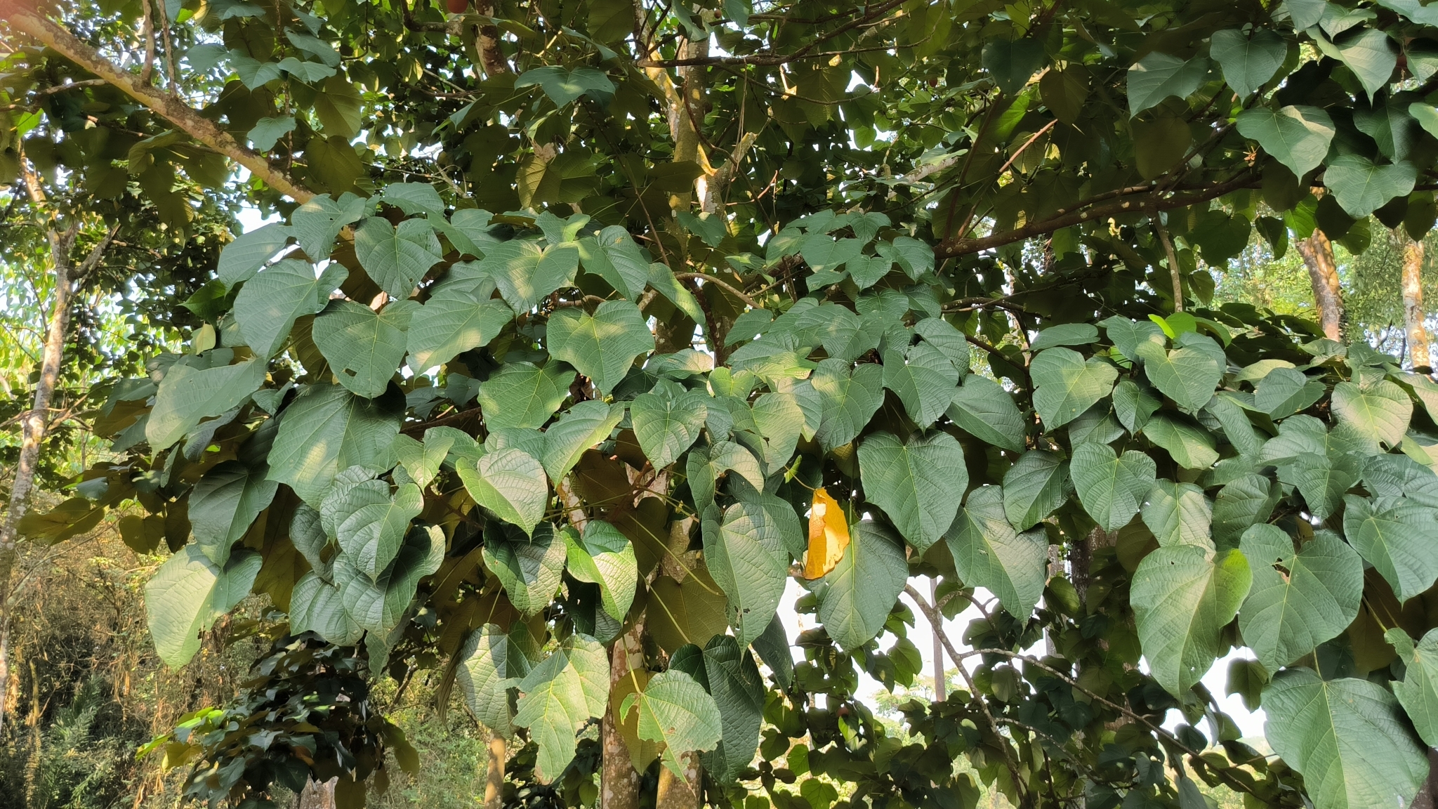 Imagem de Pau-rei