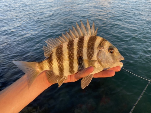 Sheepshead