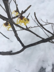 Hamamelis mollis
