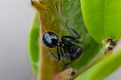 Myrmicaria nigra