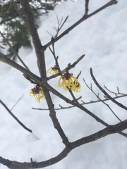 Hamamelis mollis