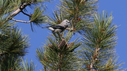 iNaturalist observation 2023-09-27
