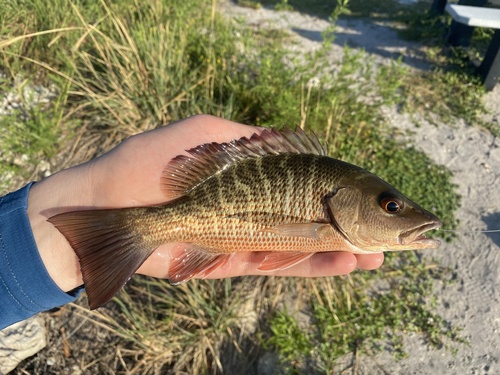 Gray Snapper