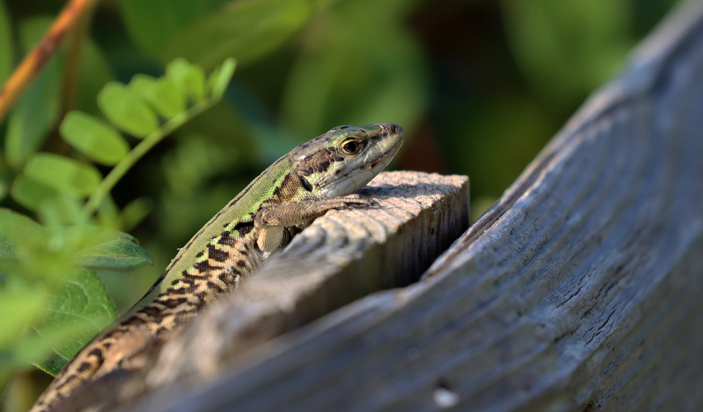 Italian Wall Lizard From East Patchogue NY 11772 USA On September 27   Large 