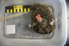 Gersemia juliepackardae