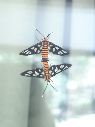 Hübner's Wasp Moth photo 4
