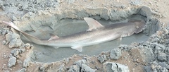 Sphyrna tiburo