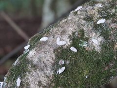 Coelostomidia