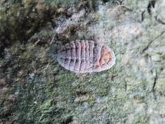 Coelostomidia