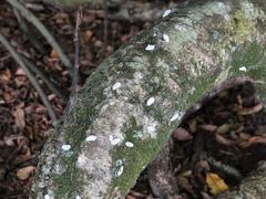 Coelostomidia