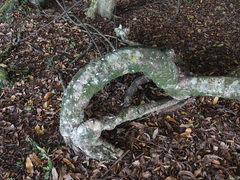 Coelostomidia
