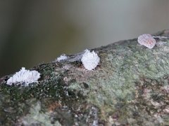 Coelostomidia