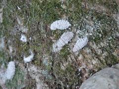 Coelostomidia
