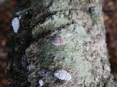 Coelostomidia