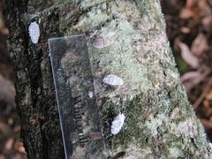 Coelostomidia