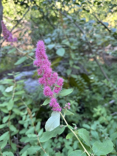 Spiraea douglasii